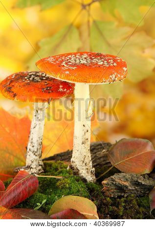 červené amanitas s mechem, na podzim žluté pozadí