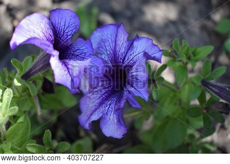 Petunia Large-flowered Limbo Blue Veined. Flower Of A Petunia One-year White And Violet Color In A G