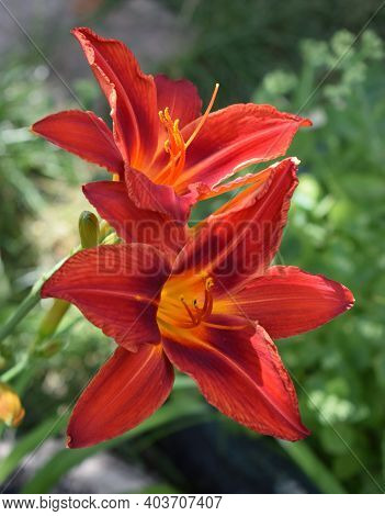 Closeup Of A Big Red Tiger Lily In The Garden Summer. Bright Red Beautiful Asiatic Macro