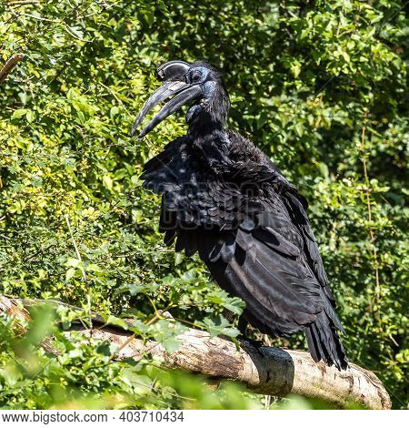 The Abyssinian Northern Ground Hornbill, Bucorvus Abyssinicus Or Northern Ground Hornbill Is An Afri