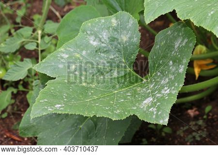 Fungal Plant Disease Powdery Mildew On A Pattypan Squash Leaf. Infected Plant Display White Powdery 