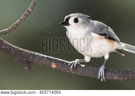 Curious Little Tufted Titmouse Perched In A Tree