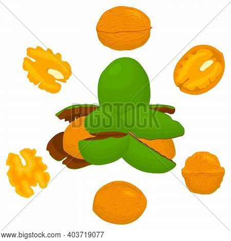 Illustration On Theme Big Set Different Types Walnut In Nutshell, Nut Various Size. Walnut Pattern C