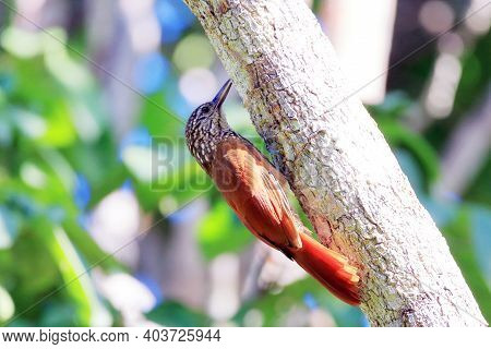 Straight-billed Woodcreeper (dendroplex Picus) Perched On A Branch