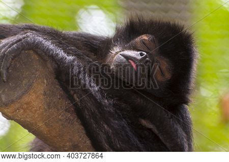 A Sleeping Old Black-headed Spider Monkey On A Tree