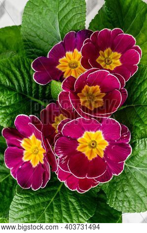 Polyanthus Or Primrose