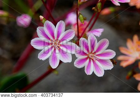 Beautiful Pink And White Lewisia Cotyledon Flowers Of Iceland