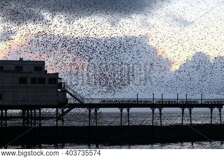 A Cluster Of Starlings Gathering In A Murmuration Above Aberystwyth Pier