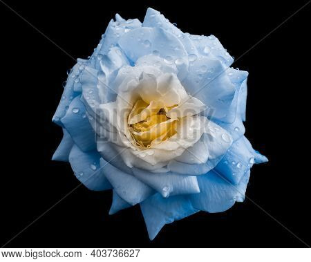 White And Blue Rose With Raindrops On Black Background