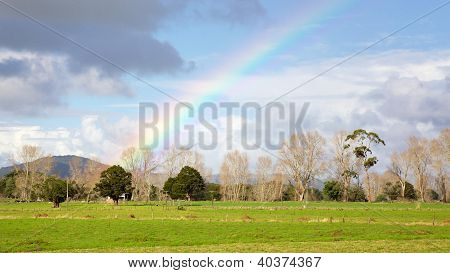 New Zealand Rainbow