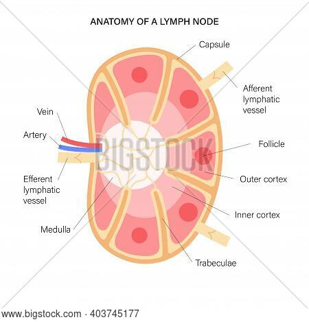 Anatomy Of A Lymph Node Illustration For Clinic, Hospital Or Medical Poster. Human Lymphatic System 