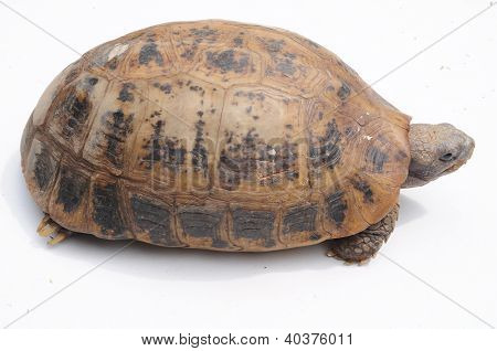 skildpadden arealer