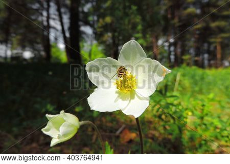 Close Up Bee On White Daisy Flowers, Beautiful Garden Of Daisies Blooming In Morning Sun With Bee.