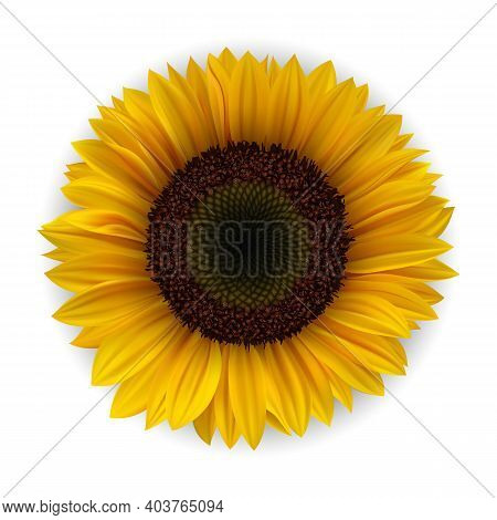 Realistic Detailed 3d Yellow Sunflower Isolated On A White Background. Vector Illustration Of Vibran
