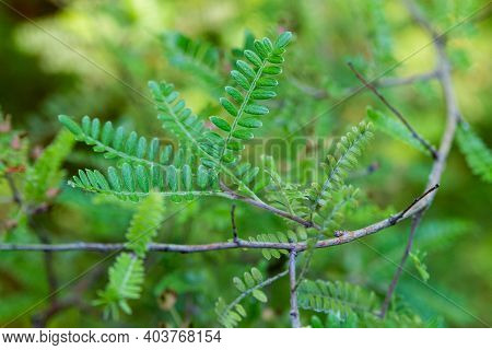 Sappan Tree Or Caesalpinia Sappan Linn Like As Acacia.