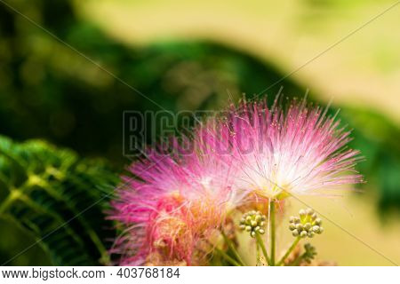 Close-up: Lilac Flowers And Leaves Of Albizia Lankaran.