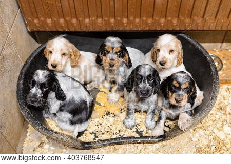 Small Dog, Cute Purebred English Cocker Spaniel Puppies On Breeding Station, Descendants Of European
