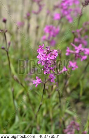 Sticky Catchfly Pink Flowers - Latin Name - Lychnis Viscaria (silene Viscaria)