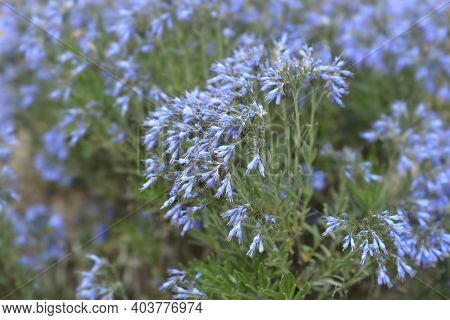 Balkan Endemic Blue Flowers - Latin Name - Moltkia Petraea