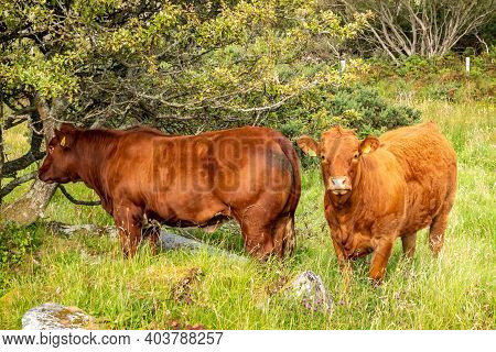 Brown Cows Sranding In A Donegal Field - Ireland