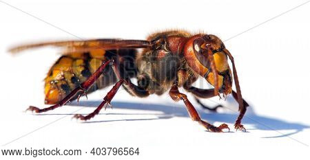 Detail Of European Hornet In Latin Vespa Crabro Isolated On White Background