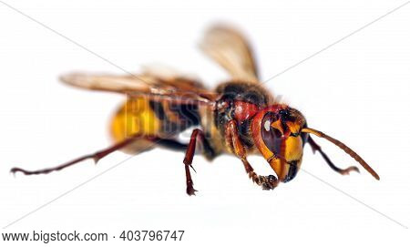 Detail Of European Hornet In Latin Vespa Crabro Isolated On White Background