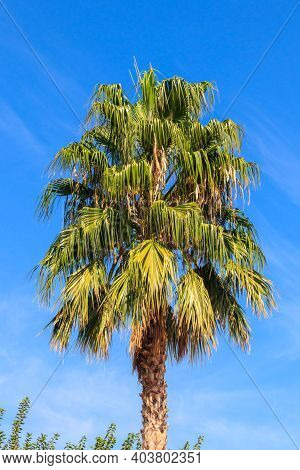 Trachycarpus Fortunei (chusan Palm Or Windmill Palm) Against Blue Sky
