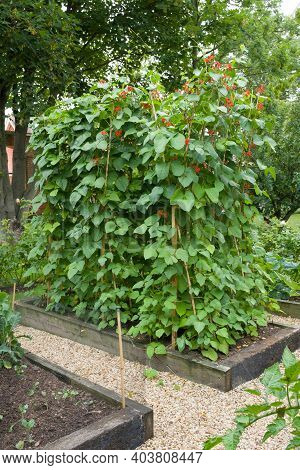 Runner Beans And French Beans Growing In An English Vegetable Garden, Uk