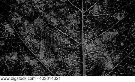 Tree Leaf Structure With A Network Of Veins Close-up. Ominous Almost Black Plant Background. Dark Gr