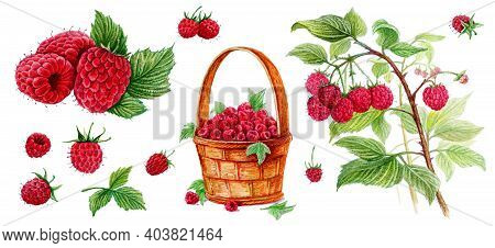 Raspberry In A Basket, Raspberry With A Leaf, Raspberry On A Branch. Set Of Watercolor Illustrations