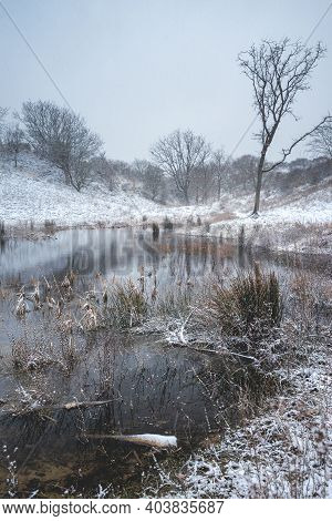 Winter And Snow In The Dunes Of Kijkduin, The Netherlands.