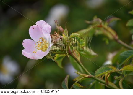 Blossom Pink Wildrose Flower By A Natural Green Background