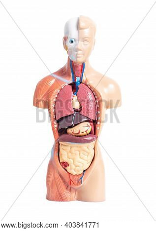 Human Mannequin With Organs On A White Background, Isolate. The Concept Of The Study Of Human Anatom