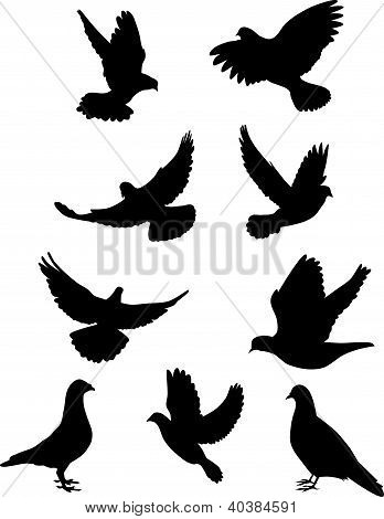 비둘기 Silhouettes.eps
