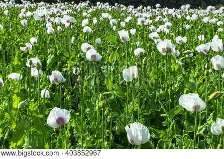 Beautiful Spring Vivid Field Of White Blooming Poppy.poppies Flower Wallper.panorama Of A Field Of P