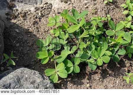 Peanut Plant Aerial Part. Arachis Hypognea Plantation.