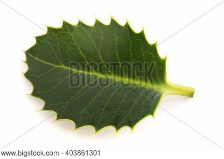 Holly Leaf  Isolated On A White Background