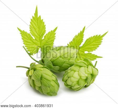 Hops With Leaves Isolated On White Baxkground