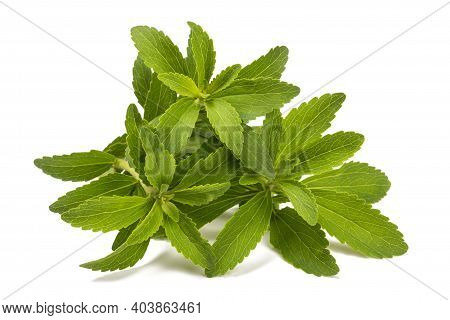 Stevia Plant  Isolated On A White Background