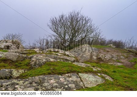 A Tree In A Windy And Misty Landscape. Green Grass And Stones In The Foreground. Picture From Kullen