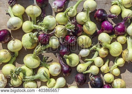 Homegrown, Gardening, Agriculture And Gmo Free Consept. Harvested White And Purple Onions. Natural V