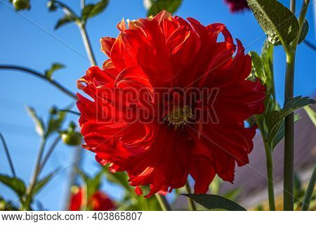 Georgina (dahlia), Is Genus Of Perennial Herbaceous Plants Of  Asteraceae Family (compositae). Bloom