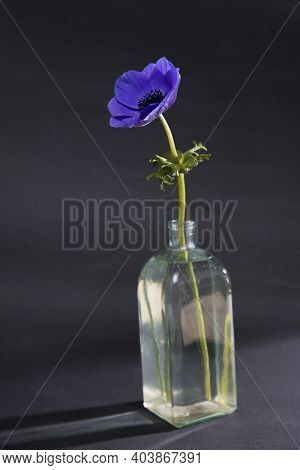 The Blue Anemone In Transparent Glass Vase On Black Background. Copy Space
