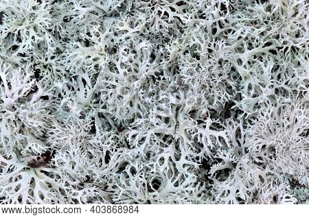 Evernia Prunastri Or Oakmoss. Can Be Used The Texture Of Lichens As A Background, Selective Focus.