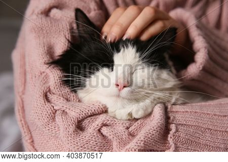 Woman Stroking Adorable Long Haired Cat, Closeup