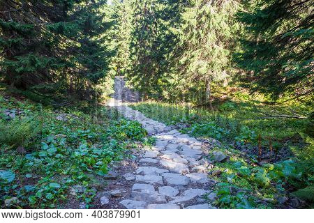 Hiking Trail In A Forest Near Babia Gora Mountain In Beskid Sadecki In Poland