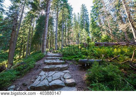 Hiking Trail In A Forest Near Babia Gora Mountain In Beskid Sadecki In Poland