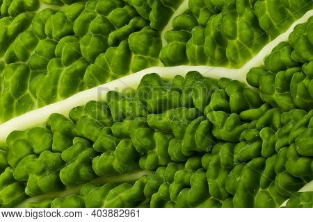 Gabbage Leaf Close Up, Studio Shot Of Green Vegetable