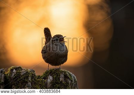 Eurasian Wren Sitting On A Tree Trunk And Singing In Springtime