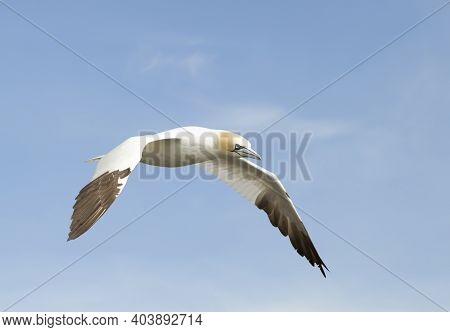 Close Up Of A Northern Gannet (morus Bassana) In Flight Against Blue Sky In Noss, Shetland, Uk.